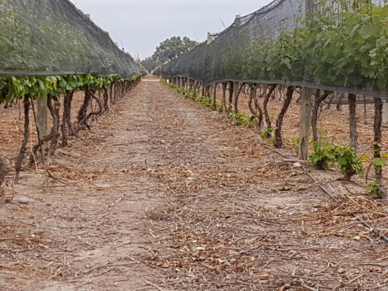 La Universidad Nacional de Córdoba aprueba la nueva Tecnicatura en Viticultura y Enología