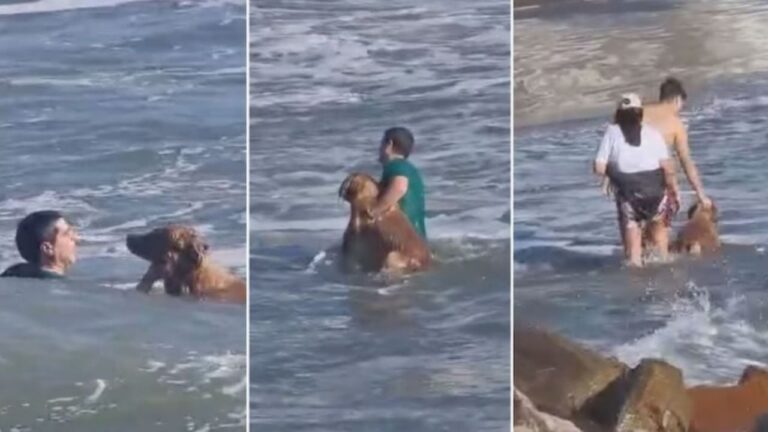Video: un hombre se internó en el mar para rescatar a un perro
