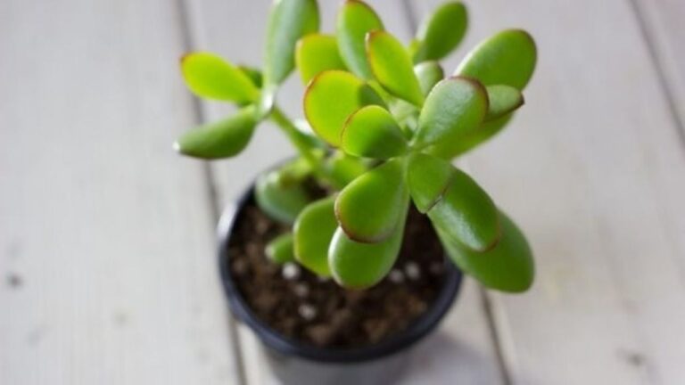 Árbol de jade: cómo solucionar sus problemas comunes