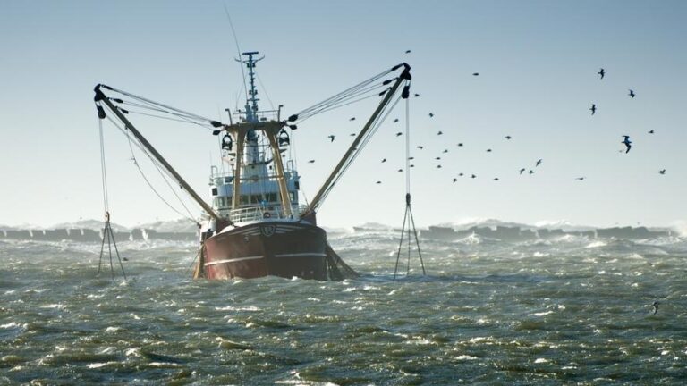 Las peligrosas PFAS o químicos eternos llegan a nuestro plato a través de la pesca importada