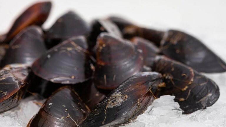 La expansión de un depredador invasor podría poner fin a los mejillones cantábricos
