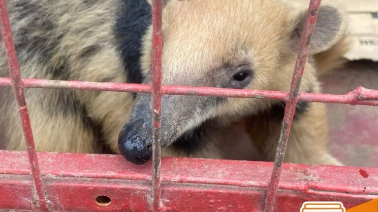 Villa Dolores: rescataron y liberaron un oso melero