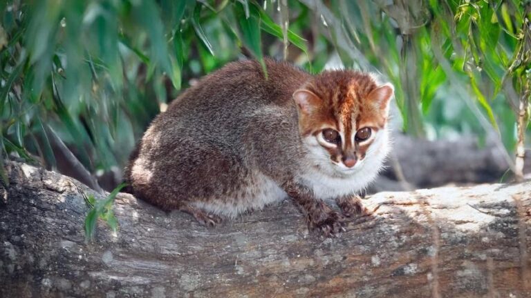 El misterioso gato de cabeza plana, del que solo quedan 2.500 ejemplares, reaparece en Tailandia