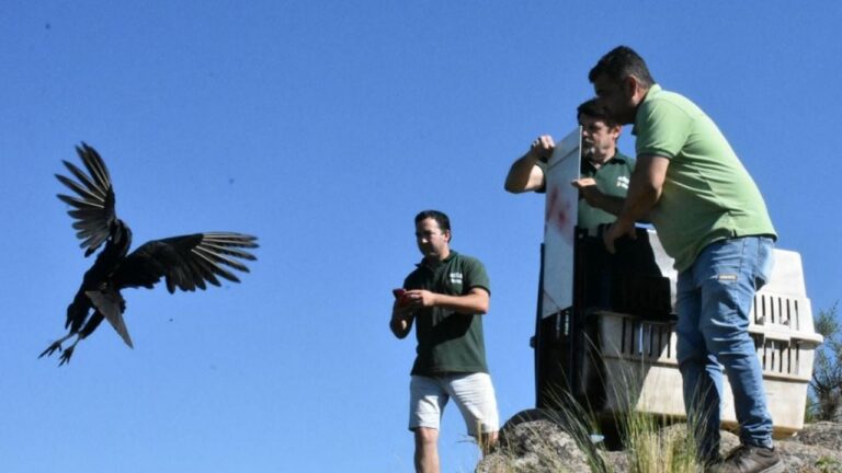 Última liberación de fauna silvestre del año en Colanchanga