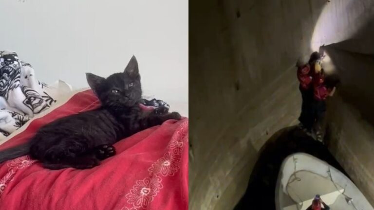 Qué pasó con el gatito que rescataron en el dique San Roque?