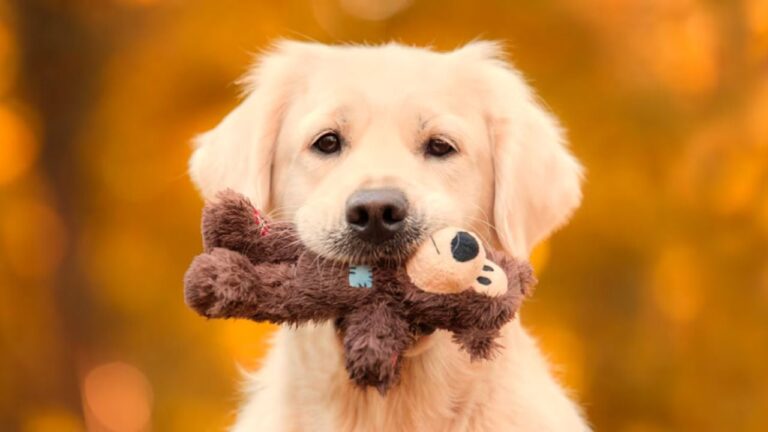 Qué significa cuando tu perro te trae su juguete favorito
