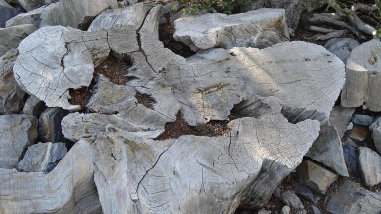 La historia del hombre que taló el árbol más antiguo del mundo: 4.900 años de edad