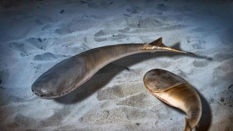 La era de los peces comenzó tras una extinción masiva hace 445 millones de años