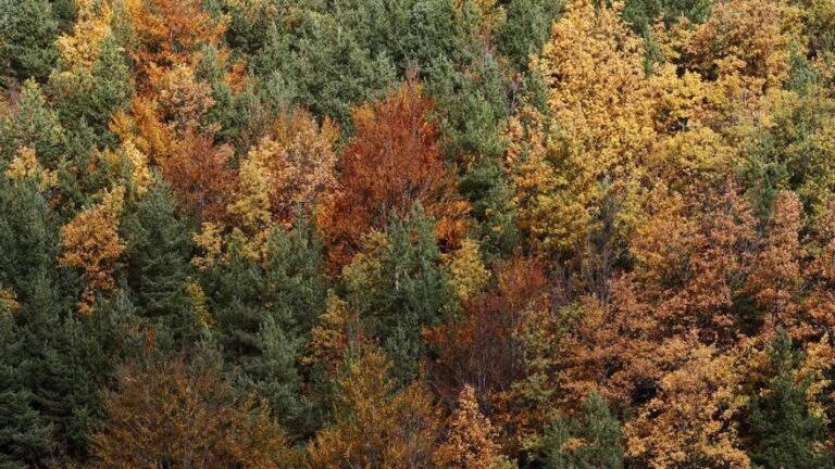 Por que los árboles crecen menos, pese a que brotan antes en primavera debido al estrés climático?
