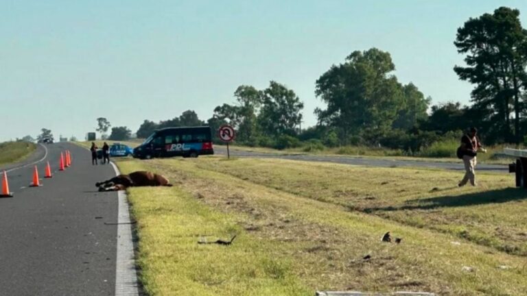 Autopista RosarioSanta Fe: chocó contra un caballo y murió