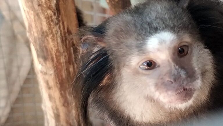 Rescatan dos monos tití y quince aves silvestres en el interior de Córdoba
