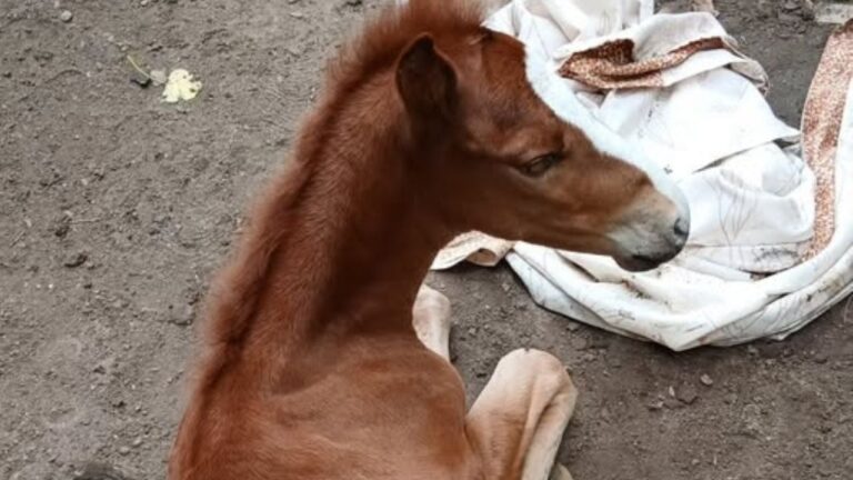 Punilla: Buscan con urgencia fórmula para alimentar a un potrillo huérfano