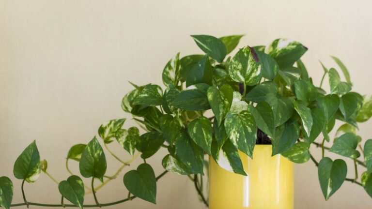 Qué le pasa a tu potus cuando no crece y cómo ayudarlo