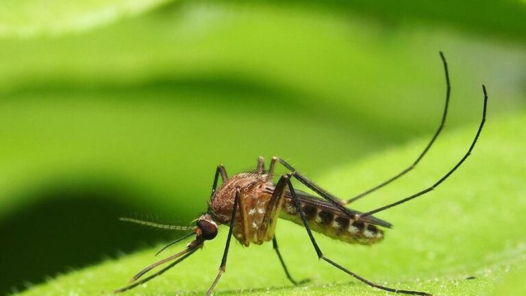 Por qué los humanos estamos cada vez más expuestos a las picaduras de los mosquitos?