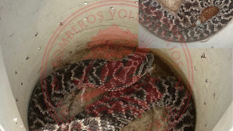 Cuesta Blanca: encontró una víbora en su casa y se activó un operativo