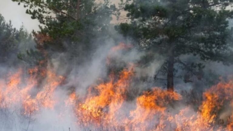 Incendios en Chubut: el fuego ya arrasó con 45 mil hectáreas