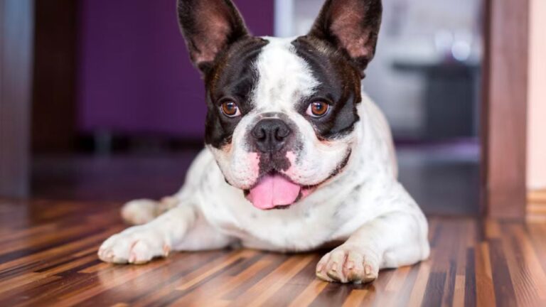 Cinco razas de perros que no son para todos los hogares