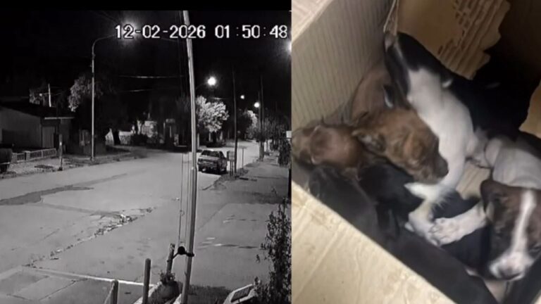 Video: dejaron cachorros en el cuartel y Bomberos aclararon que no es un refugio