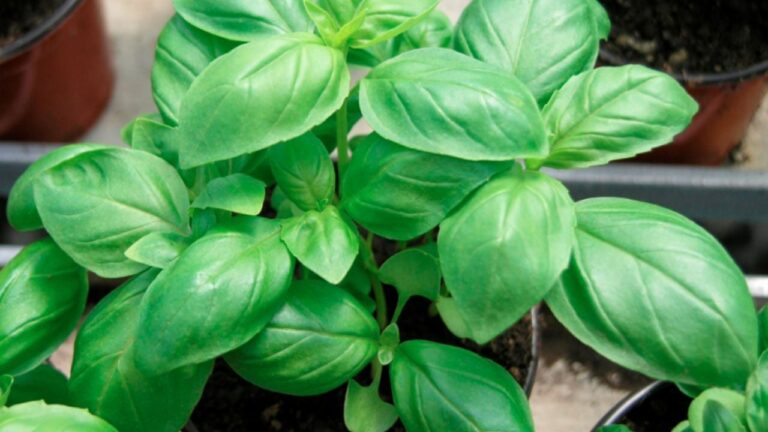 El truco casero para potenciar el crecimiento de tu albahaca