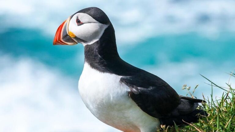 Por qué están muriendo decenas de miles de aves marinas en toda Europa en las últimas semanas?