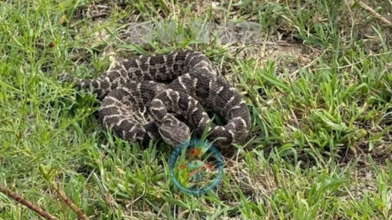 Encontraron una yarará cerca de una casa y bomberos la capturaron