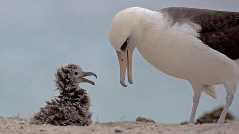 Wisdom, el ave más vieja del mundo, sigue procreando a sus 75 años
